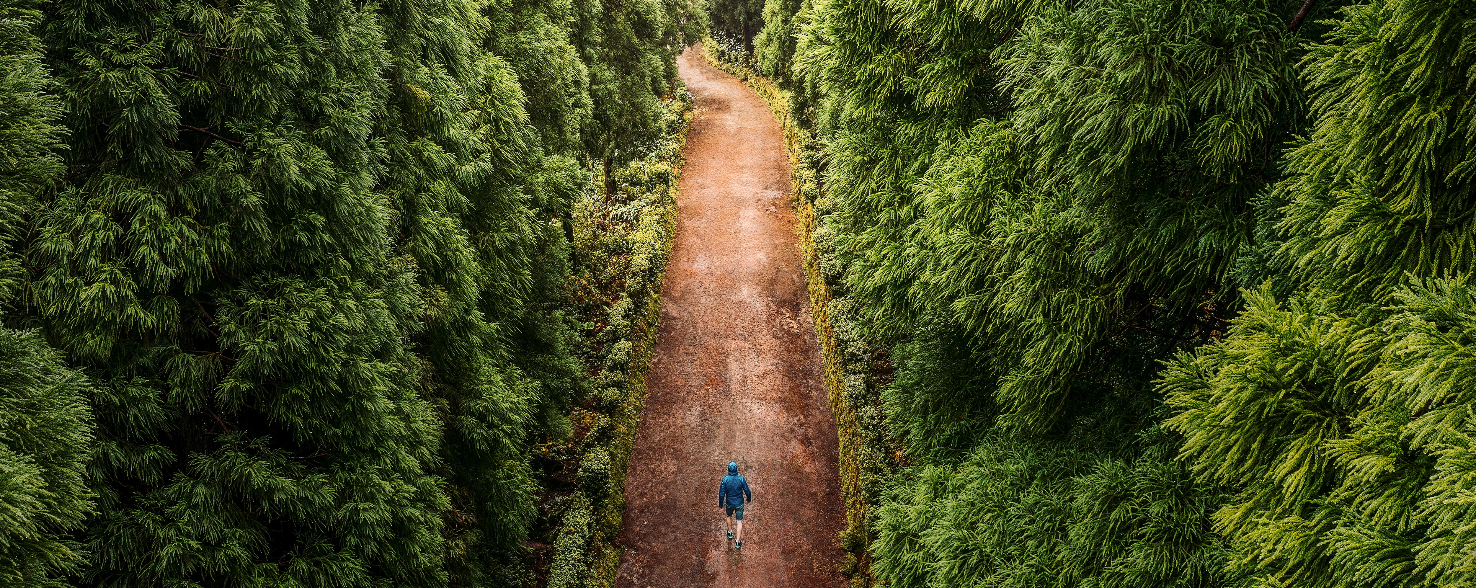 A lone traveller wearing a blue jacket walks along a dirt path surrounded by dense, lush green foliage. Towering trees create a natural tunnel. Soft, diffused light filters through the leaves.